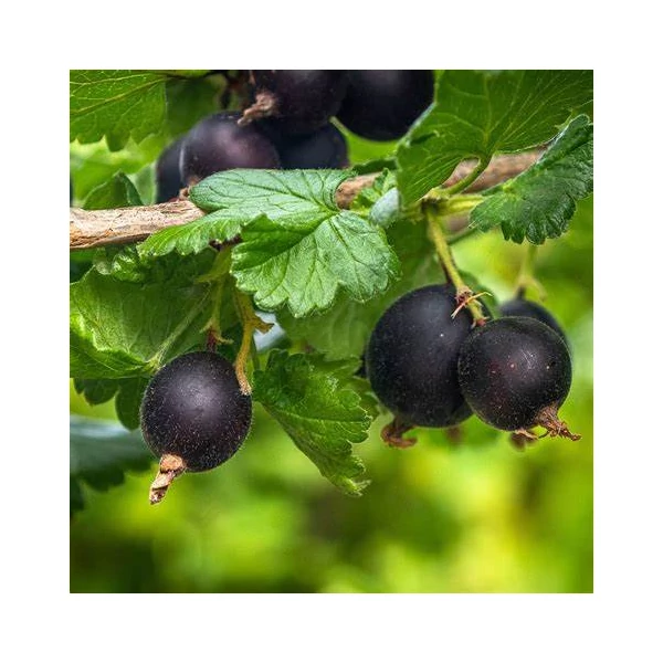 Ribes nidigrolaria - Josta