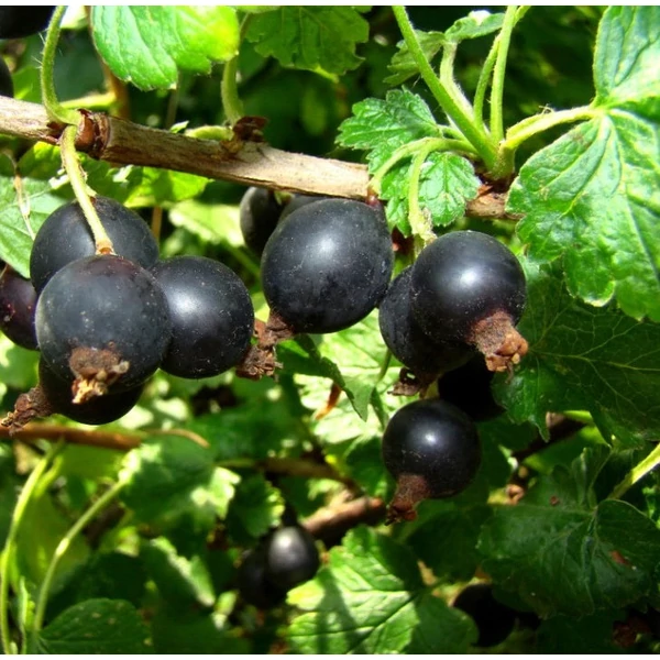 Ribes nidigrolaria - Josta
