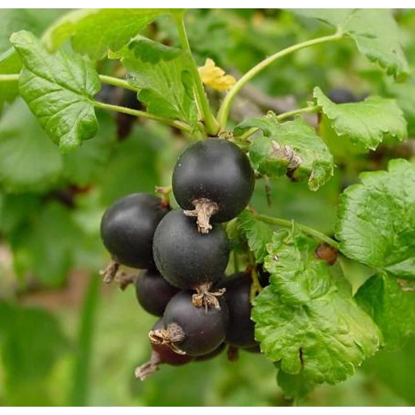 Ribes nidigrolaria - Josta