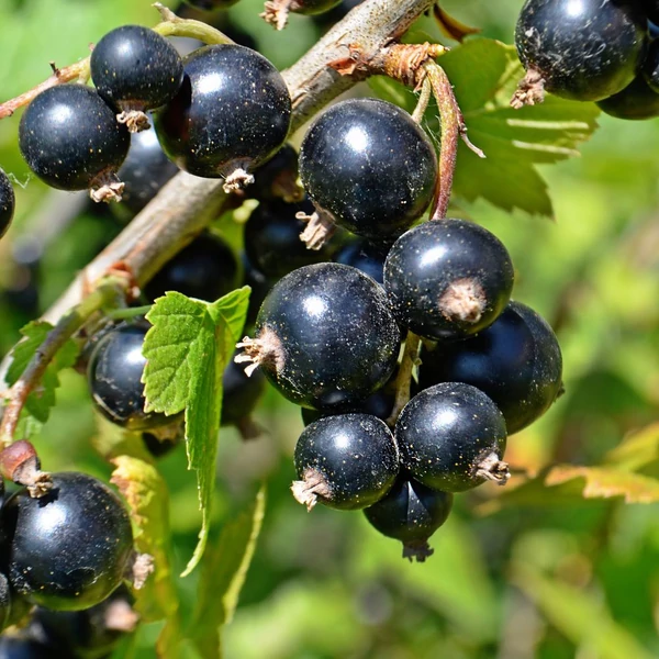 Ribes nigrum 'Titánia' - Fekete ribizli