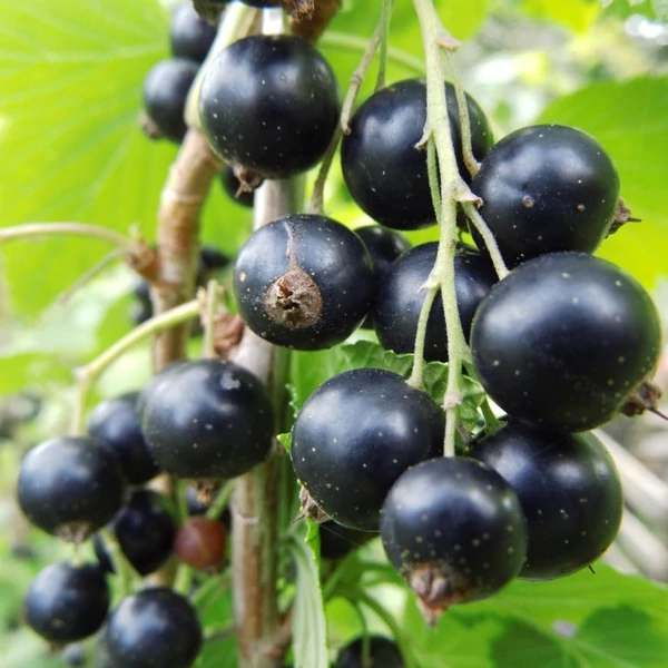Ribes nigrum 'Titánia' - Fekete ribizli
