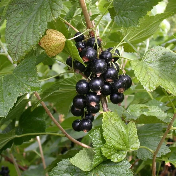Ribes nigrum 'Titánia' - Fekete ribizli