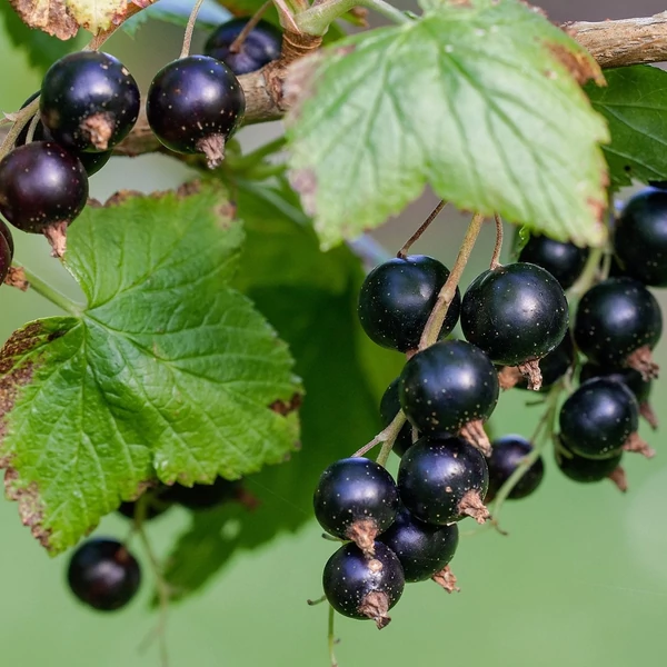 Ribes nigrum 'Titánia' - Fekete ribizli