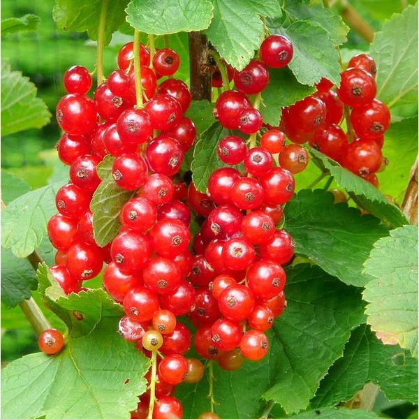 Ribes rubrum 'Jonkheer van Tets' - Piros ribizli