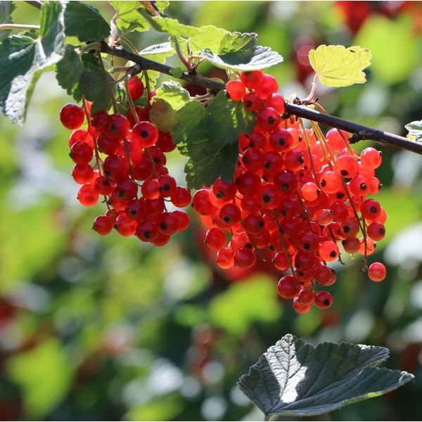 Ribes rubrum 'Jonkheer van Tets' - Piros ribizli