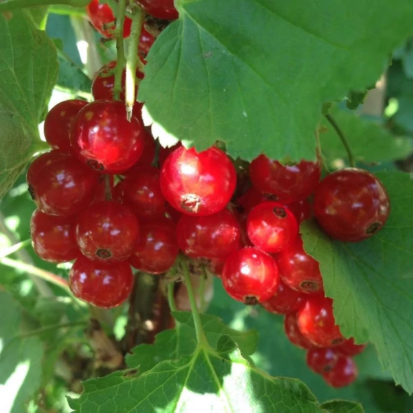 Ribes rubrum 'Jonkheer van Tets' - Piros ribizli