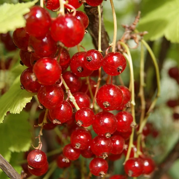Ribes rubrum 'Jonkheer van Tets' - Piros ribizli