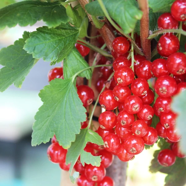Ribes rubrum 'Rovada' - Piros ribizli, rezisztens