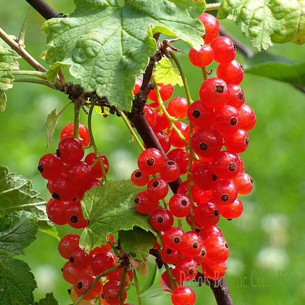 Ribes rubrum 'Rovada' - Piros ribizli, rezisztens