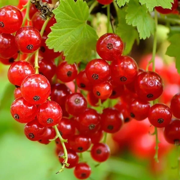 Ribes rubrum 'Rovada' - Piros ribizli, rezisztens