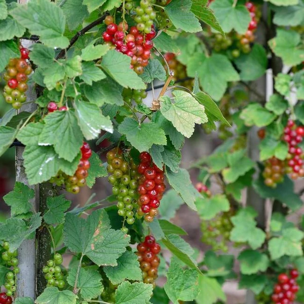 Ribes rubrum 'Rovada' - Piros ribizli, rezisztens