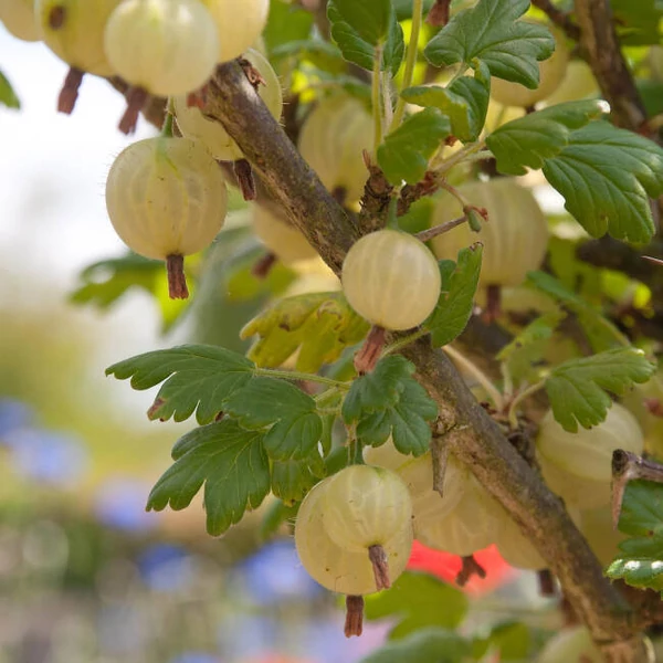 Ribes grossularia (syn.: Ribes uva-crispa) 'Invicta' - Egres