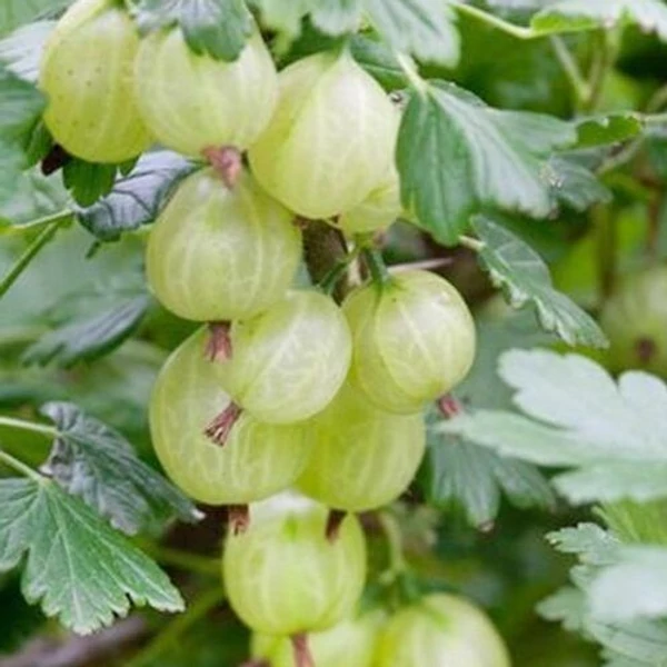 Ribes grossularia (syn.: Ribes uva-crispa) 'Invicta' - Egres