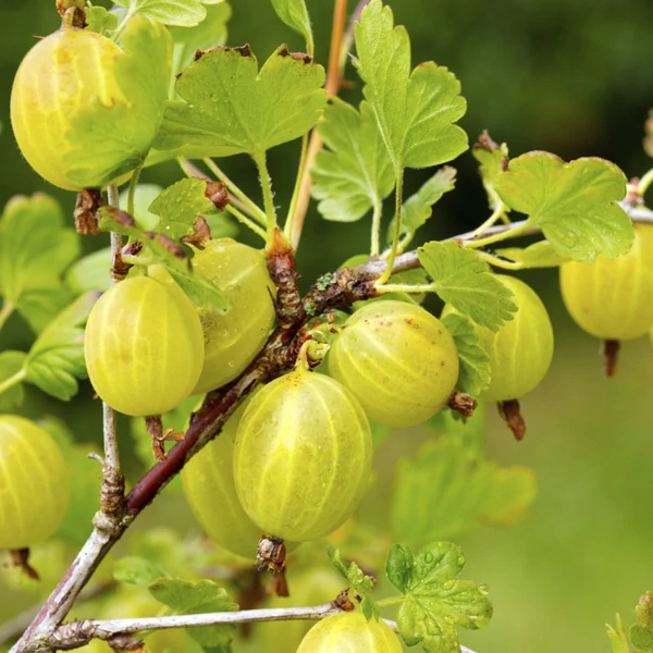 Ribes grossularia (syn.: Ribes uva-crispa) 'Invicta' - Egres