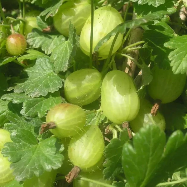 Ribes grossularia (syn.: Ribes uva-crispa) 'Invicta' - Egres
