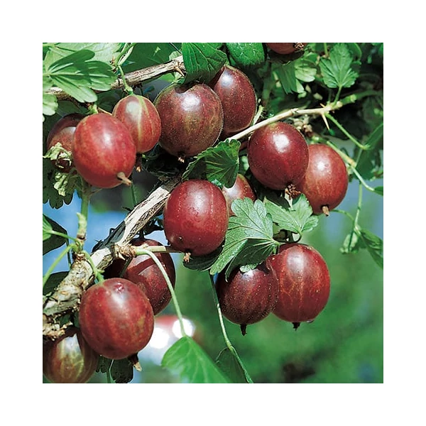 Ribes grossularia 'Rokula' - Egres