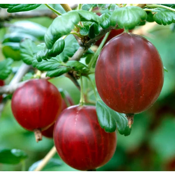 Ribes grossularia 'Rokula' - Egres