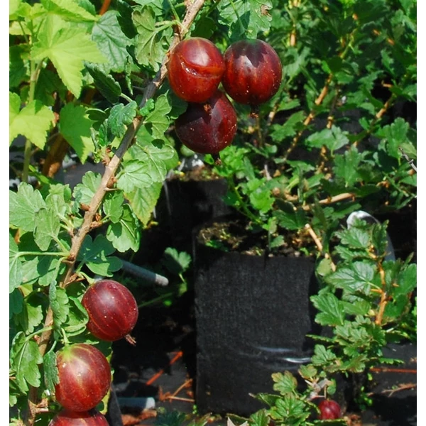 Ribes grossularia 'Rokula' - Egres