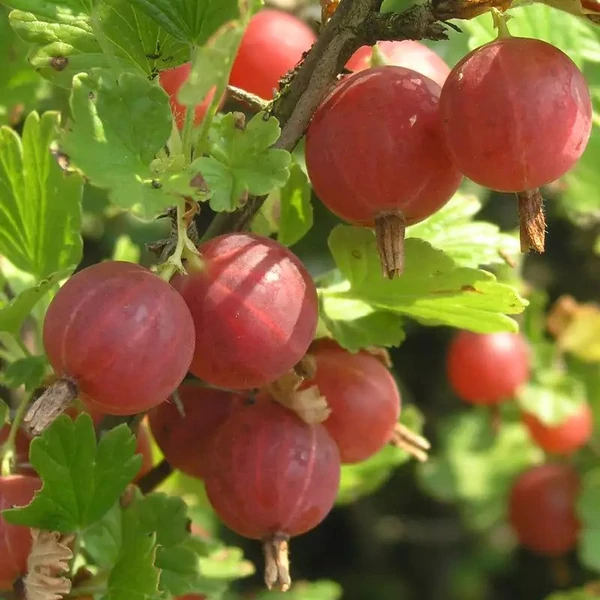 Ribes glossularia/uva-crispa 'Hinnomaki Piros/Rot' - Egres