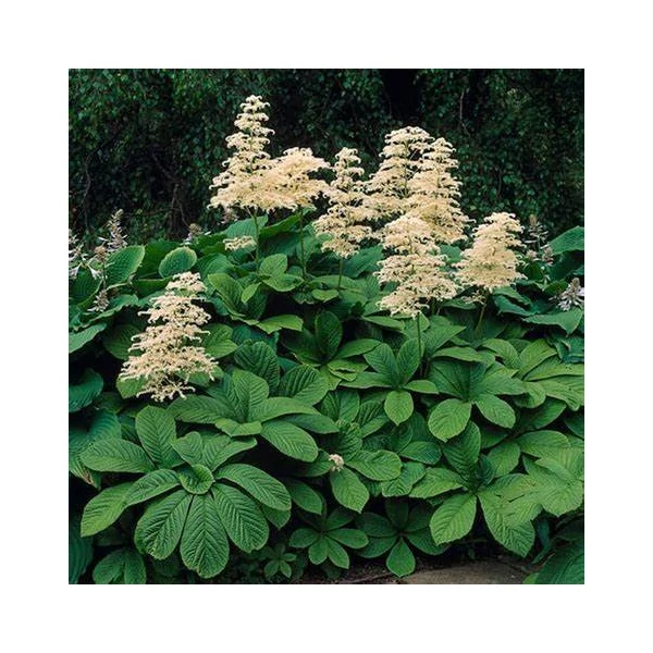 Rodgersia aesculifolia - Nagytermetű tópartifű