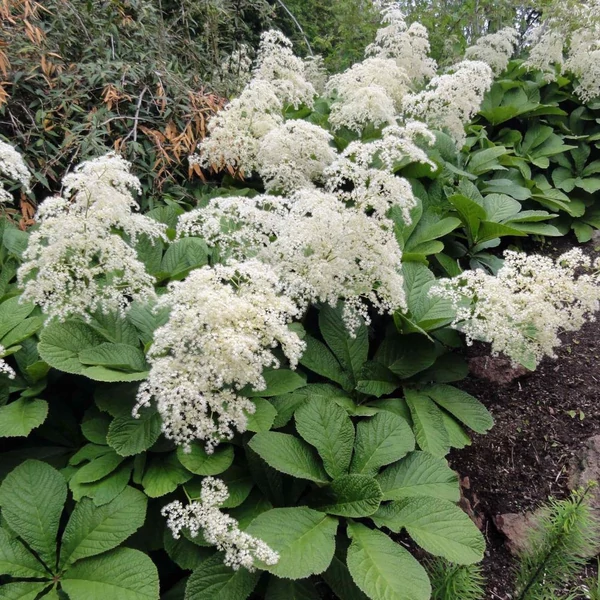 Rodgersia aesculifolia - Nagytermetű tópartifű