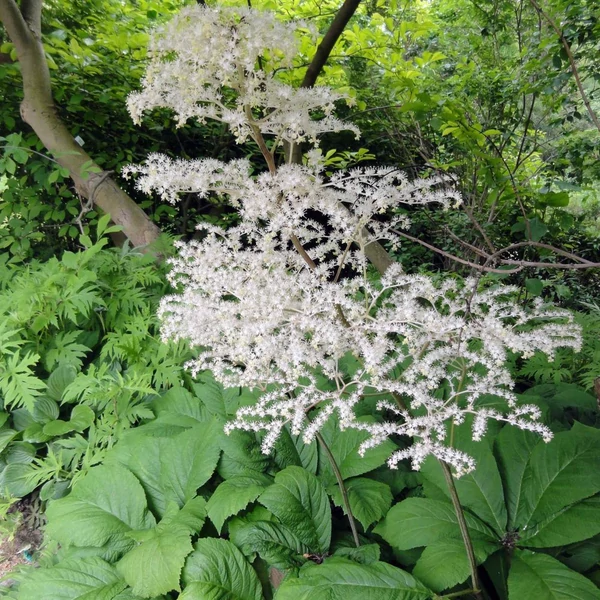 Rodgersia aesculifolia - Nagytermetű tópartifű