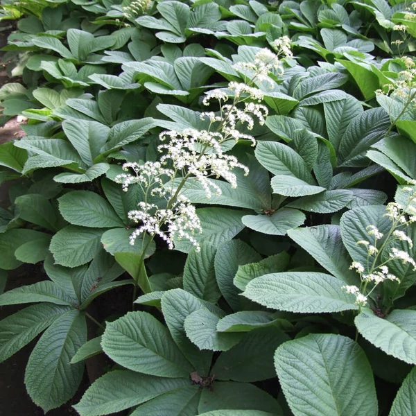 Rodgersia aesculifolia - Nagytermetű tópartifű