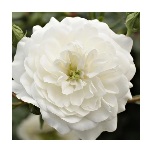 Rosa 'Alba Meillandina®' - Fehér, talajtakaró rózsa