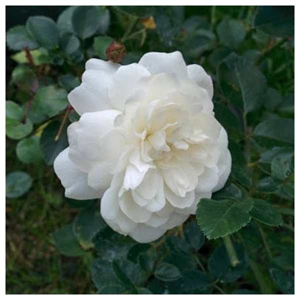 Rosa 'Alba Meillandina®' - Fehér, talajtakaró rózsa
