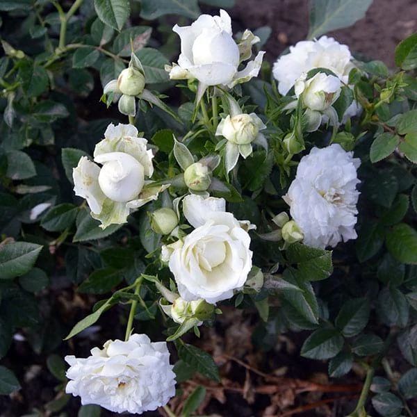 Rosa 'Alba Meillandina®' - Fehér, talajtakaró rózsa