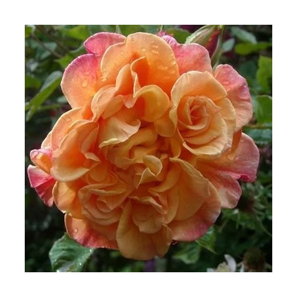 Rosa 'Aloha®' - Rózsaszín, climber, futó rózsa