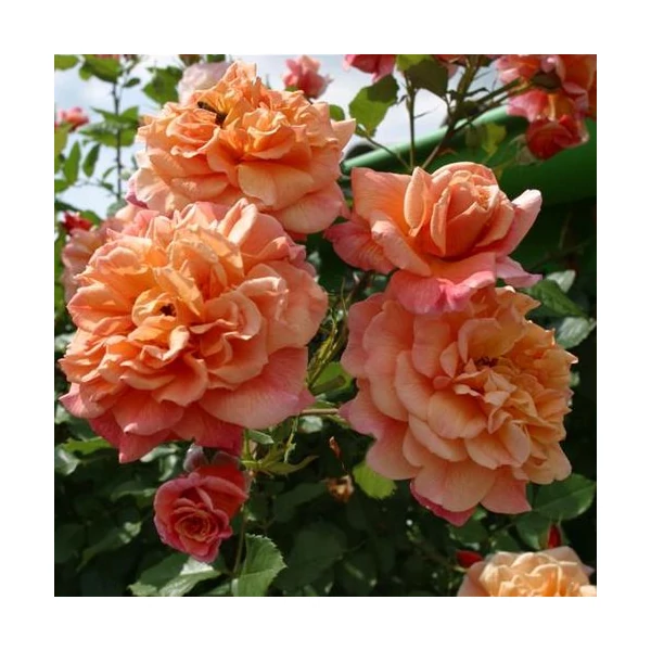 Rosa 'Aloha®' - Rózsaszín, climber, futó rózsa