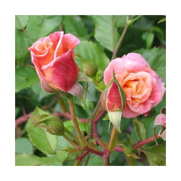 Rosa 'Aloha®' - Rózsaszín, climber, futó rózsa