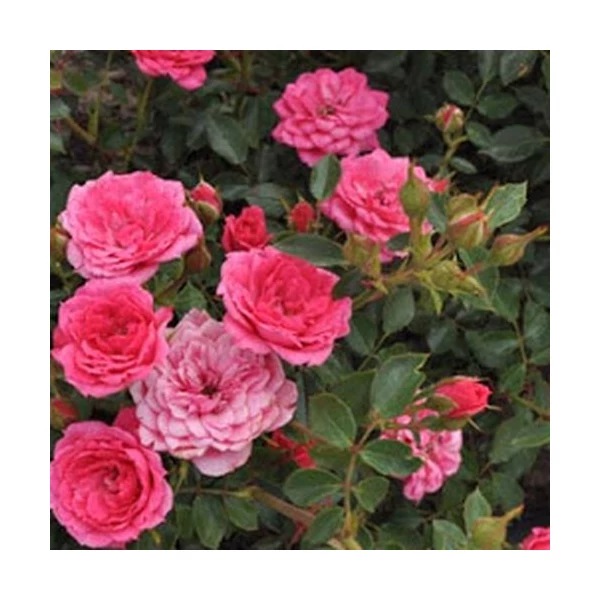 Rosa 'Asteria'™ - Rózsaszín, törpe, mini rózsa