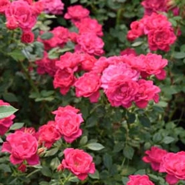 Rosa 'Asteria'™ - Rózsaszín, törpe, mini rózsa