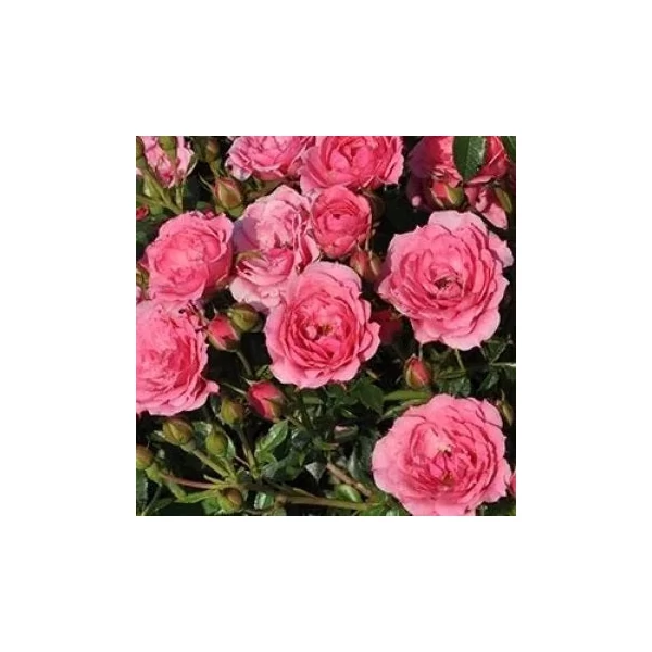 Rosa 'Asteria'™ - Rózsaszín, törpe, mini rózsa