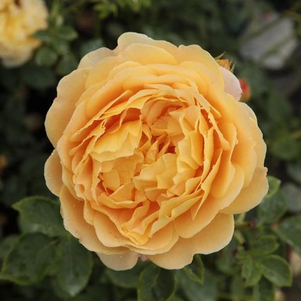 Rosa 'Ausgold' - Sárga, angol rózsa