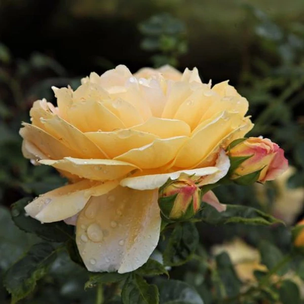 Rosa 'Ausgold' - Sárga, angol rózsa
