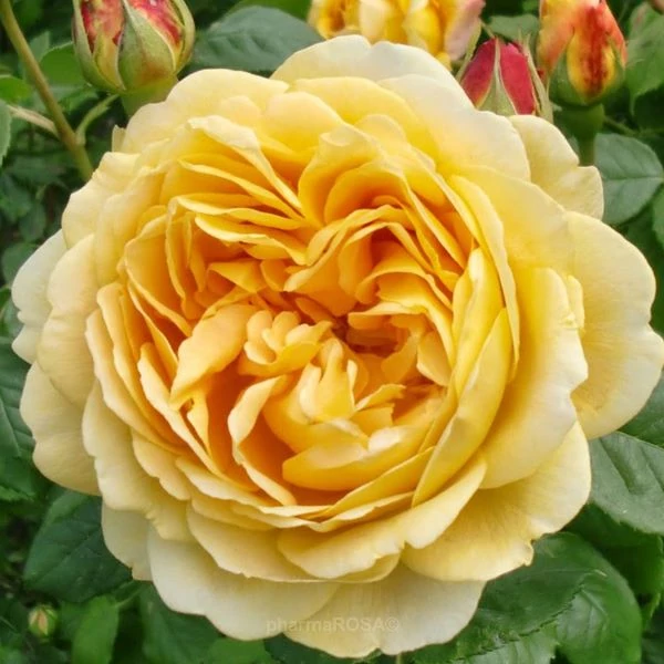 Rosa 'Ausgold' - Sárga, angol rózsa