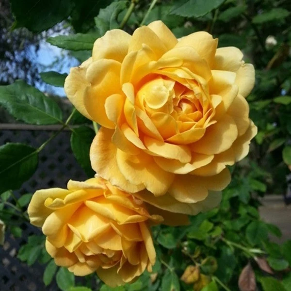Rosa 'Ausgold' - Sárga, angol rózsa