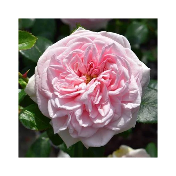 Rosa 'Awakening™' - Rózsaszín, climber, futó rózsa
