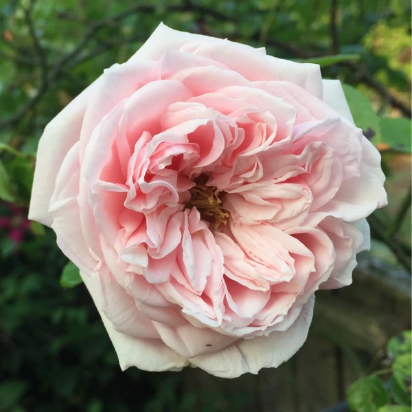 Rosa 'Awakening™' - Rózsaszín, climber, futó rózsa