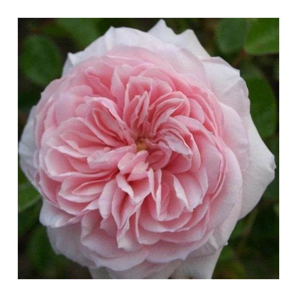 Rosa 'Awakening™' - Rózsaszín, climber, futó rózsa