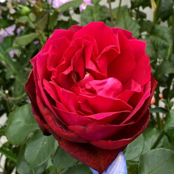Rosa 'Barkarole®' - Vörös, teahibrid rózsa