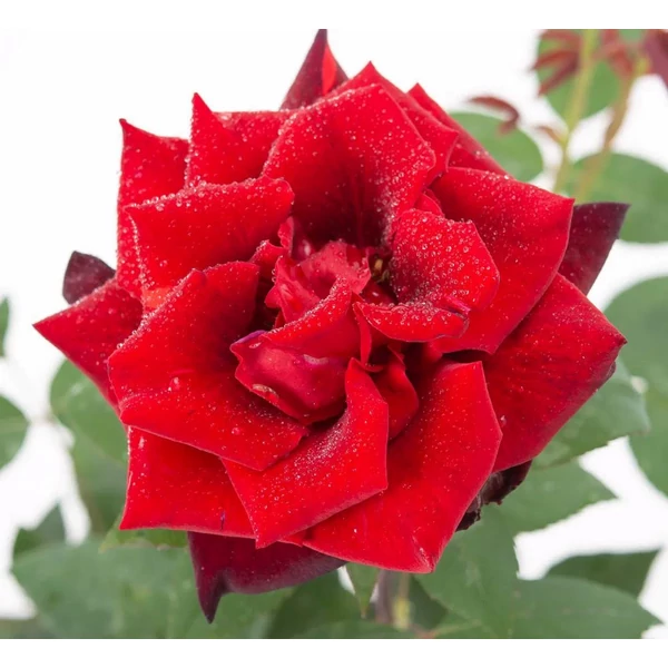 Rosa 'Barkarole®' - Vörös, teahibrid rózsa