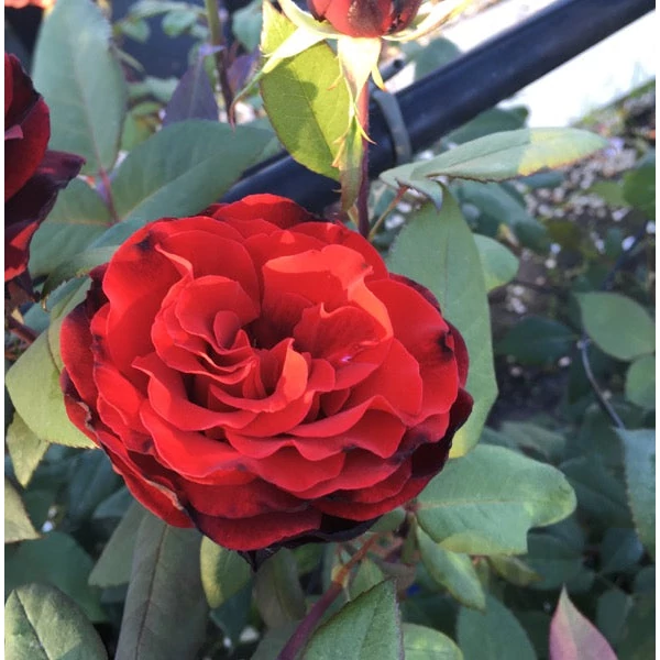 Rosa 'Barkarole®' - Vörös, teahibrid rózsa