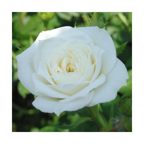 Rosa 'Bianco™' - Fehér, törpe - mini rózsa
