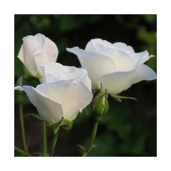 Rosa 'Bianco™' - Fehér, törpe - mini rózsa