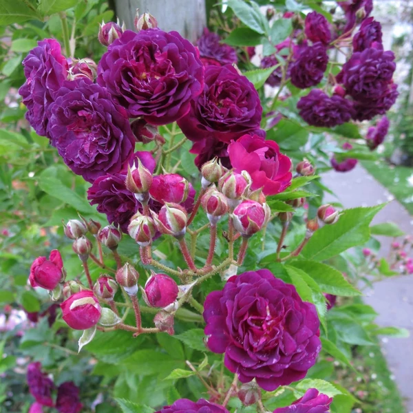 Rosa 'Bleu Magenta' - Lila, rambler, kúszó rózsa
