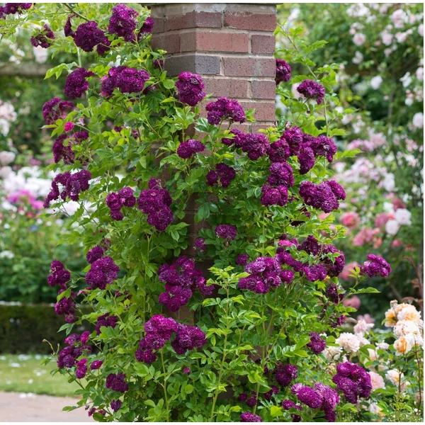 Rosa 'Bleu Magenta' - Lila, rambler, kúszó rózsa